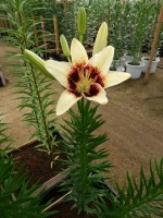 [4014 Black Spider No01.JPG]